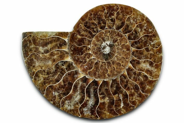 Cut & Polished Ammonite Fossil (Half) - Madagascar #349082